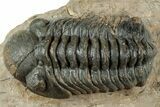 Reedops Trilobite - Atchana, Morocco #312337-1